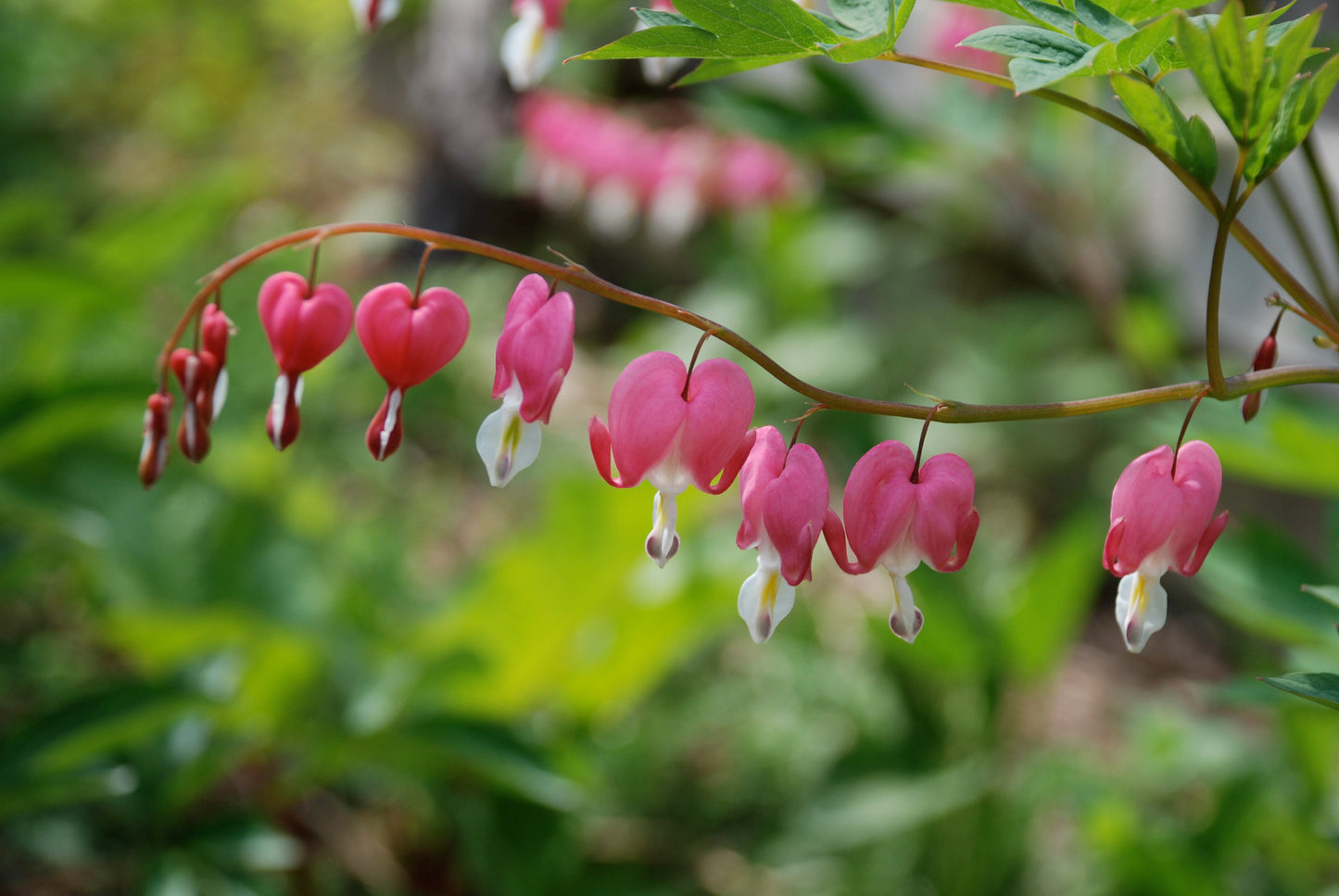 Bleeding Heart Flower