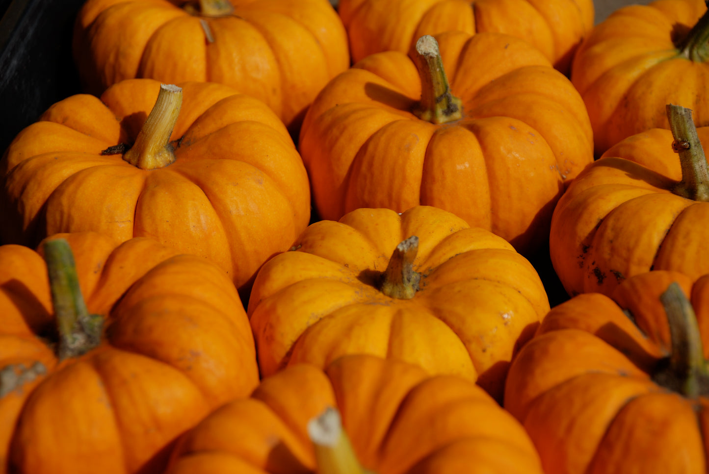 mini pumpkins