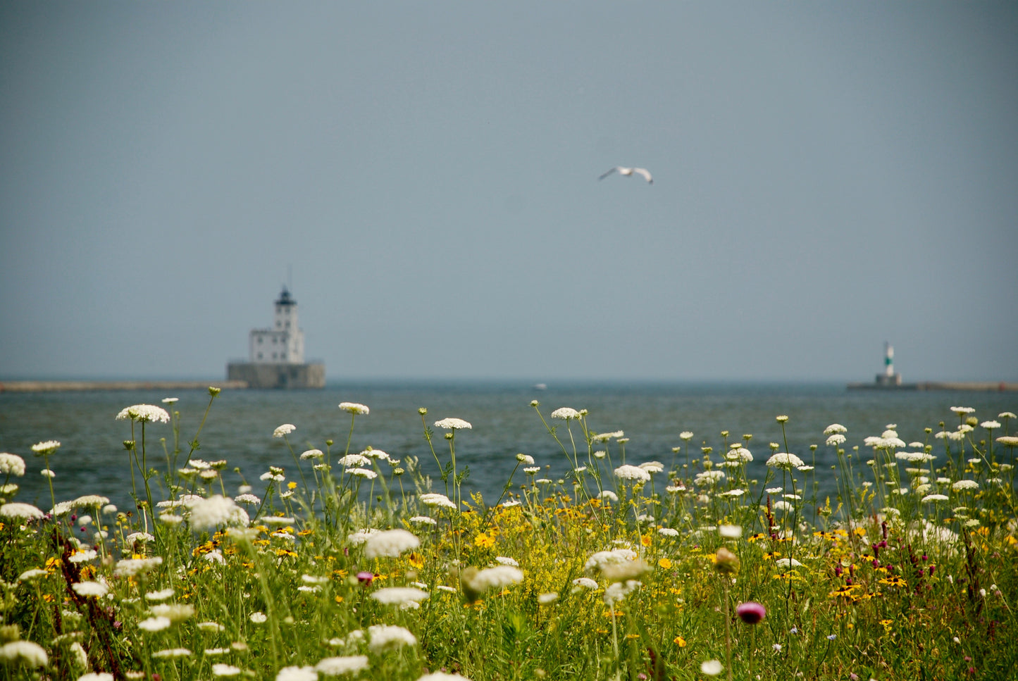 Lighthouse view from the Meadow
