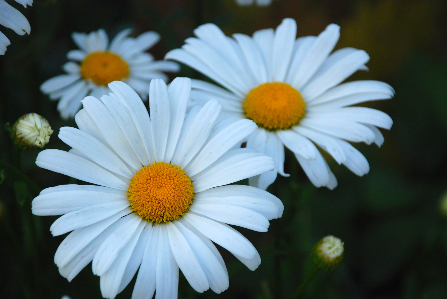 Daisies