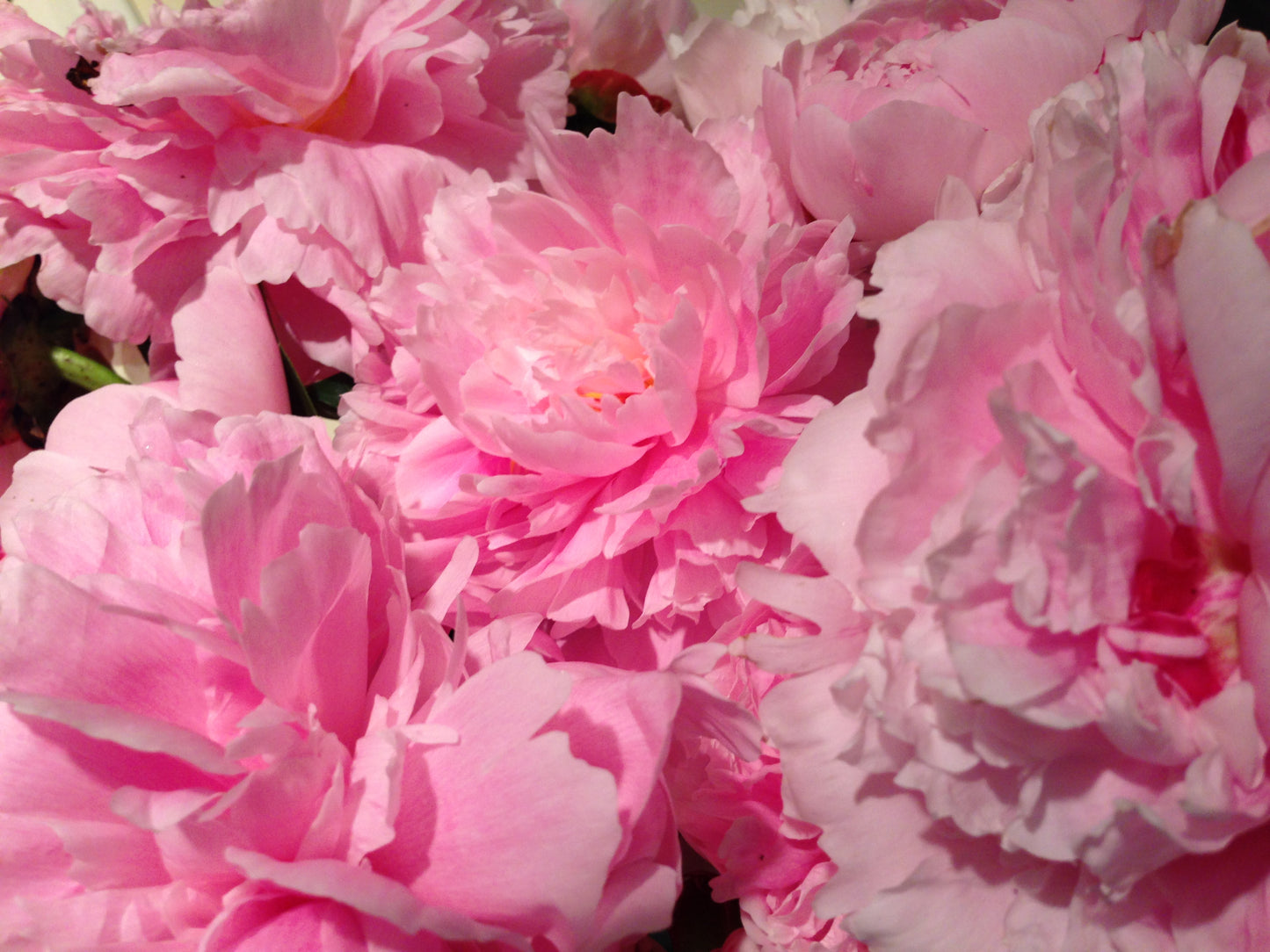 Peonies