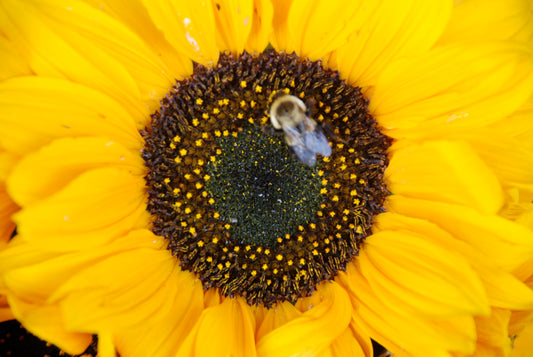 Sunflower and Bumblebee