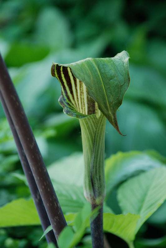 Jack-in-the Pulpit