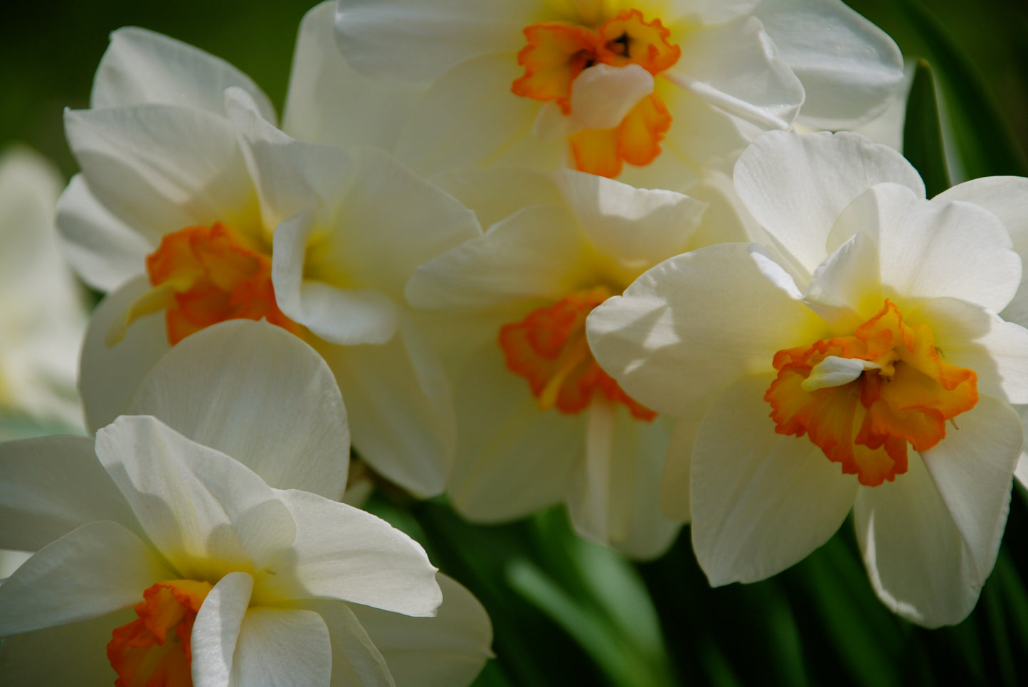 Narcissus Flowers