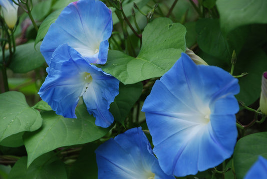 Morning Glories