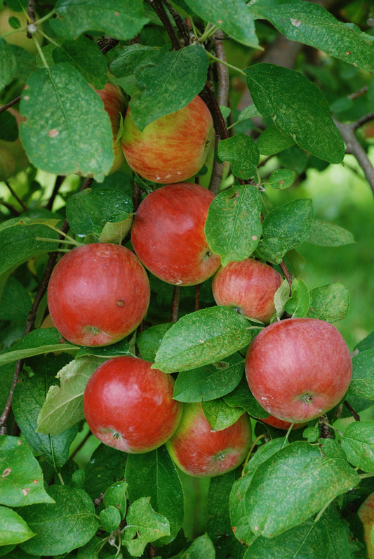 Apples fresh from the Orchard