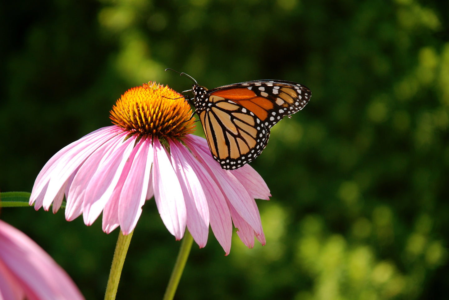 Monarch and Coneflower