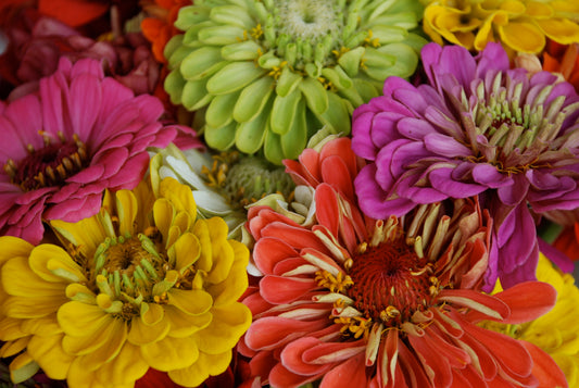 Zinnias