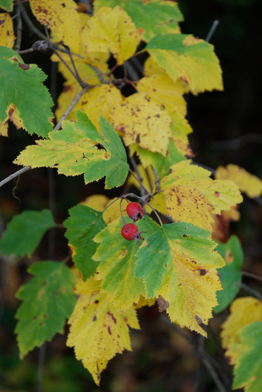 Autumn Leaves