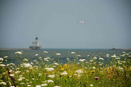 Lighthouse view from the Meadow